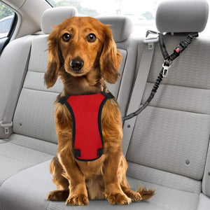 Dog wearing a red harness sitting in a car at Pet Servo