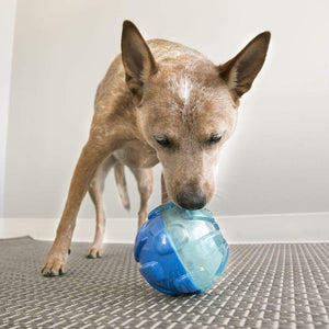 Dog playing with a blue and clear ball toy on a textured floor at Pet Servo