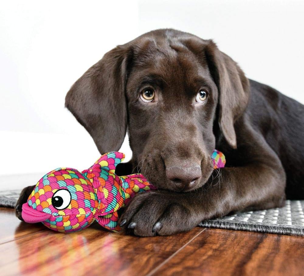Chocolate Labrador retriever with a colorful fish-shaped toy on a wooden floor at Pet Servo