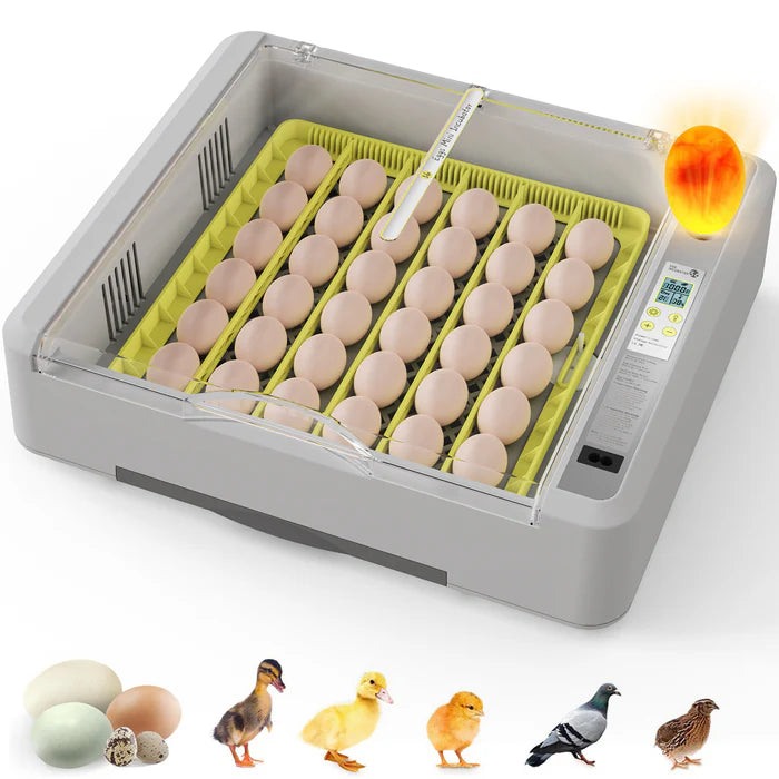 Egg incubator with eggs and hatching chicks on a white background at Pet Servo