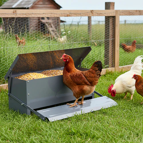 Chicken feeder with chickens around it in a grassy area at Pet Servo