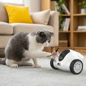 Cat playing with a toy car on a carpeted floor at Pet Servo