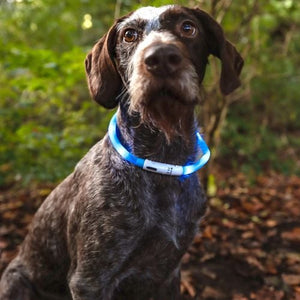 Flamingo - Visio 20-70cm Orange Nera Dog Led Collar - petservo