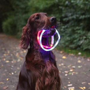 Flamingo - Visio 20-70cm Orange Nera Dog Led Collar - petservo