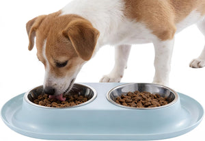 A small brown and white dog eating from a dual stainless steel bowl set on a light blue pet feeder tray against a white background at Pet Servo