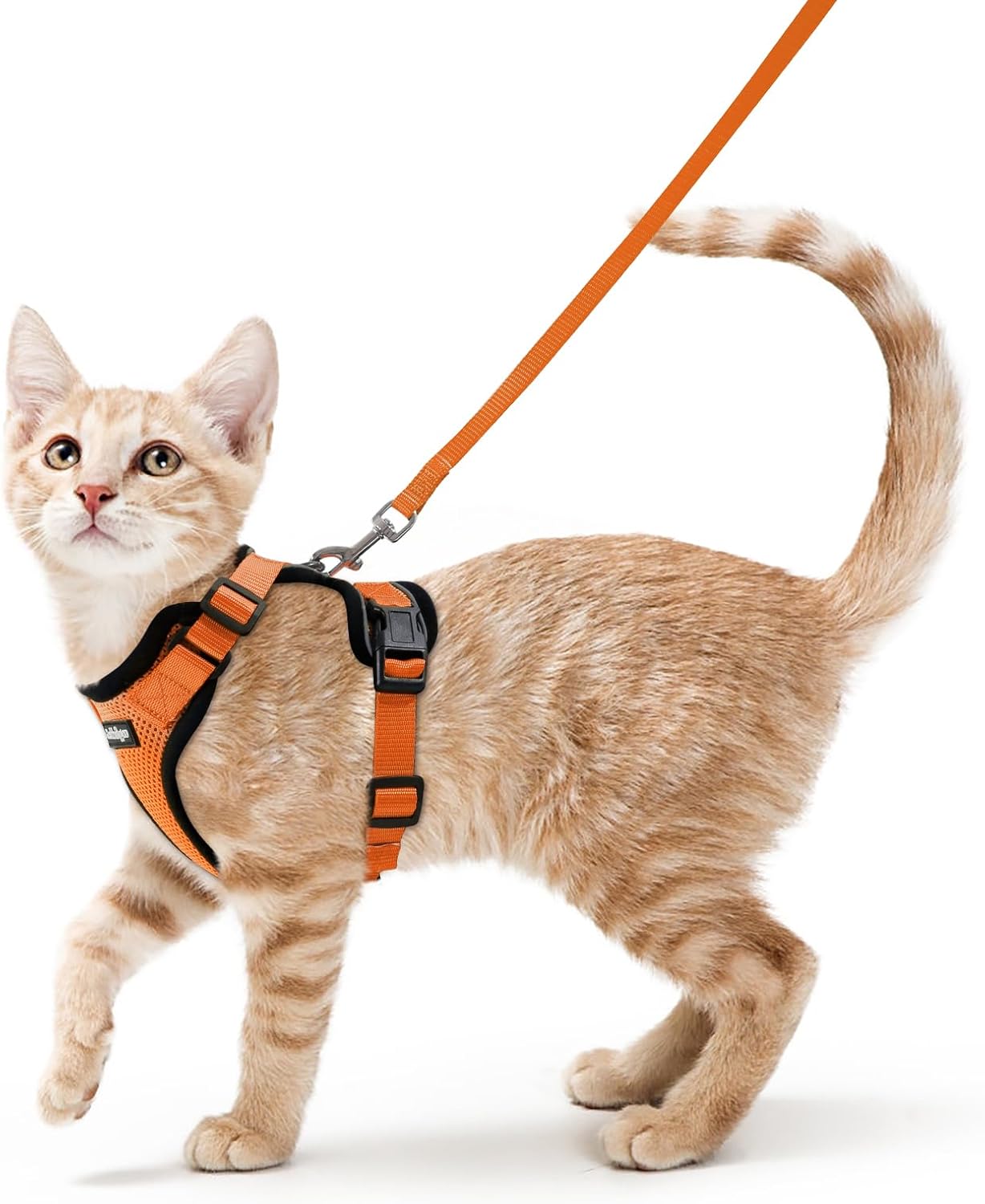 Cat wearing an orange harness and leash on a white background at Pet Servo