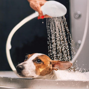 Dog being bathed with a shower head in a bathtub at Pet Servo