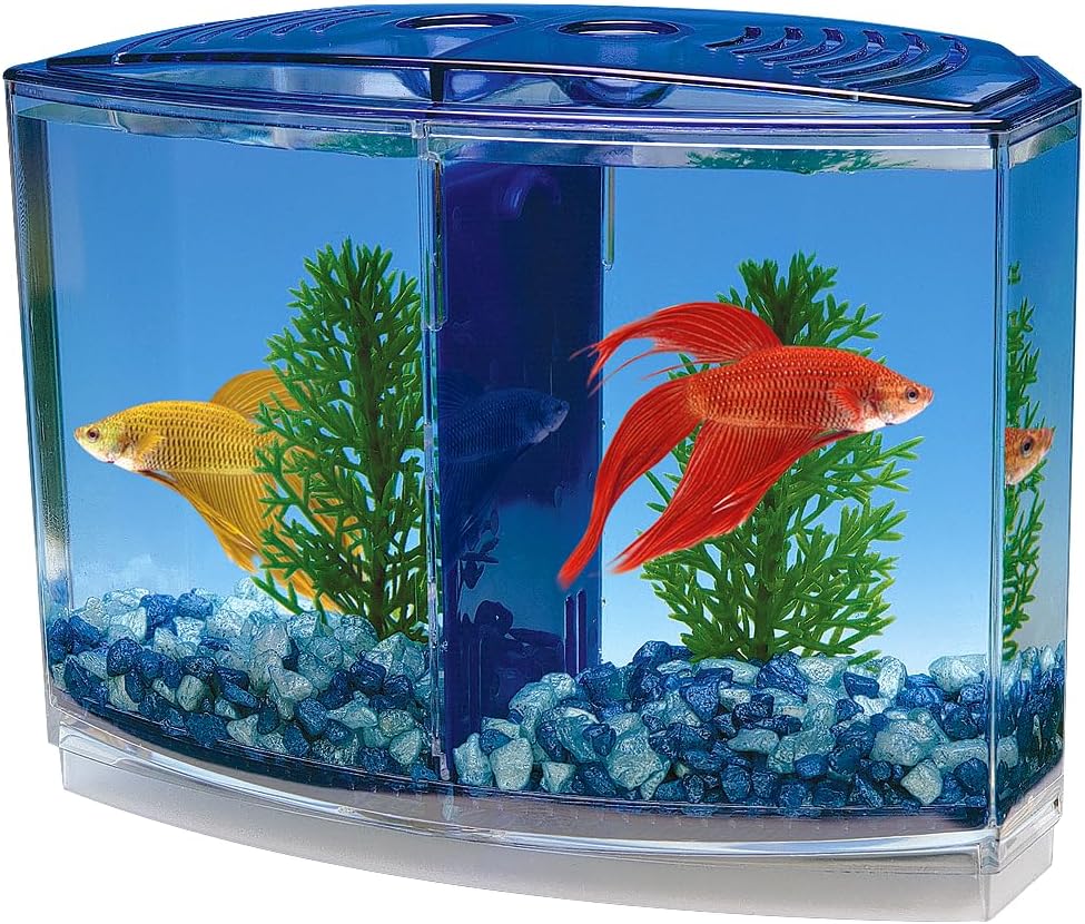 Small aquarium with two fish, one red and one yellow, and blue gravel at Pet Servo