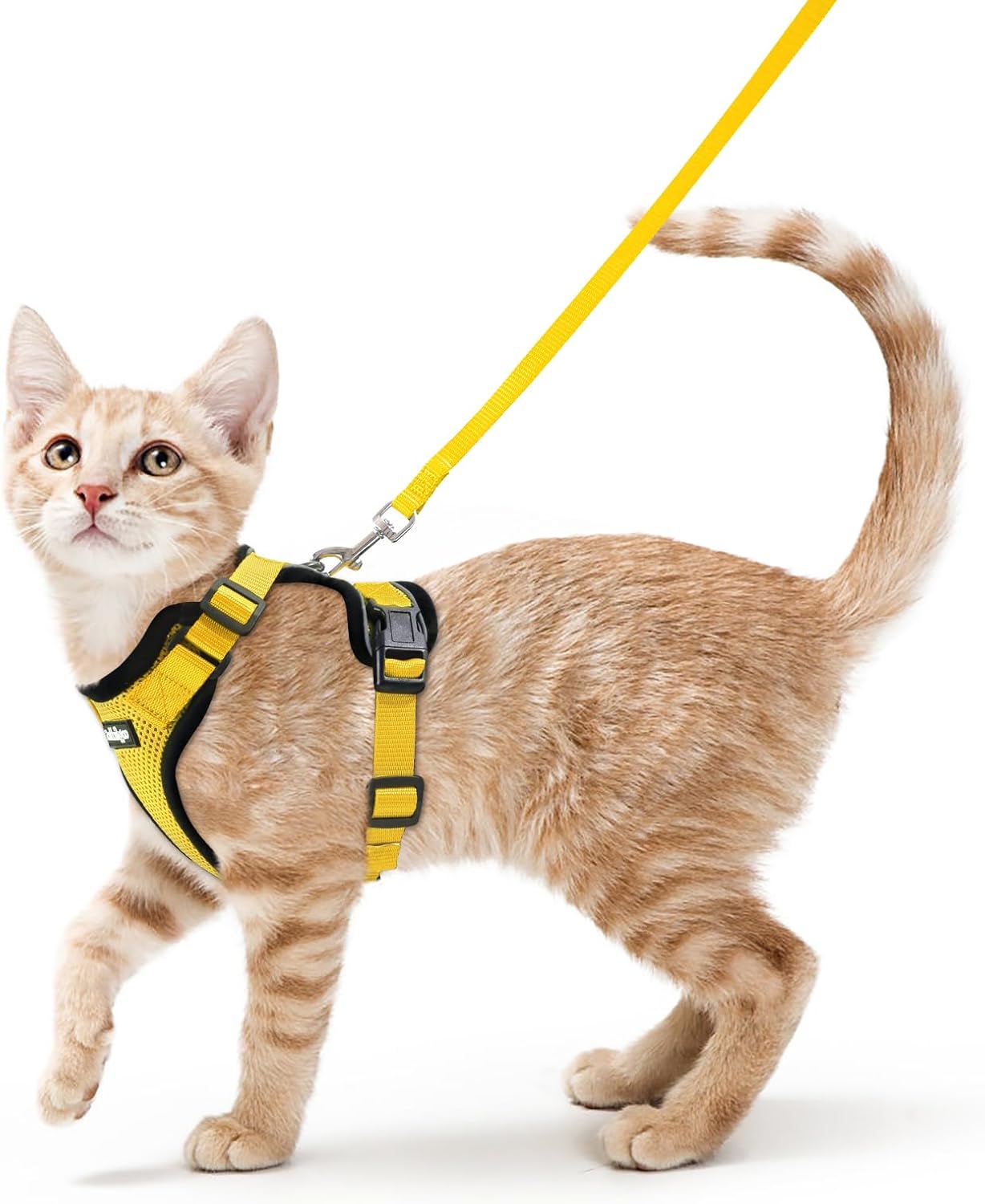Cat wearing a yellow harness and leash on a white background at Pet Servo