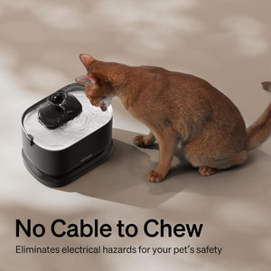 Cat interacting with a self-cleaning pet brush on a neutral background