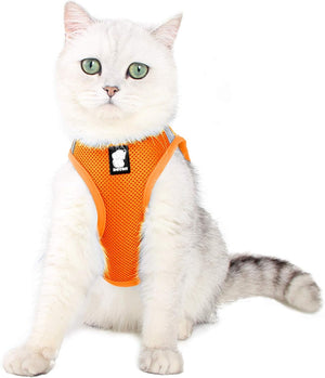 Cat wearing an orange harness on a white background at Pet Servo