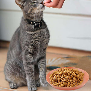 Cat being fed by a hand with a bowl of cat food on a wooden floor at Pet Servo