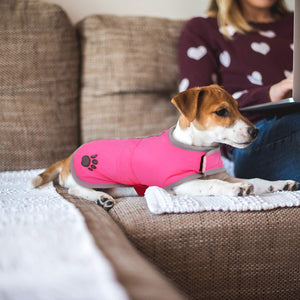 Dog wearing a pink coat sitting on a couch with a person in the background at Pet Servo
