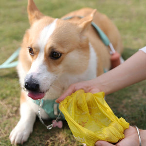 A corgi dog wearing a mint green harness is lying on grass while a person holds a yellow plastic bag near its mouth. The dog leash and a matching mint green harness are visible, set against an outdoor grassy background at Pet Servo