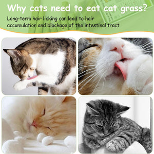 Collage of cats licking their paws with text explaining cat grass consumption at Pet Servo