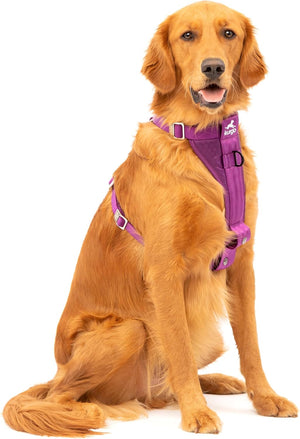 Dog wearing a purple harness on a white background at Pet Servo