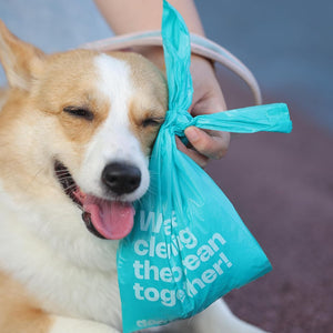Dog with a teal bag over its head, held by a person, with text on the bag at Pet Servo