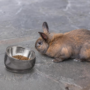 A small brown rabbit standing beside a stainless steel bowl filled with food on a gray stone surface at Pet Servo