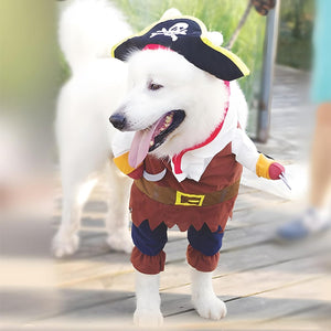 Dog wearing a pirate costume on a wooden boardwalk at Pet Servo