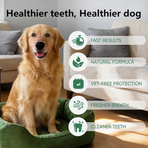 Dog sitting on a green cushion with health benefits text and icons at Pet Servo