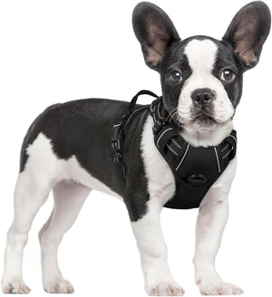 Black and white puppy wearing a black harness on a white background at Pet Servo