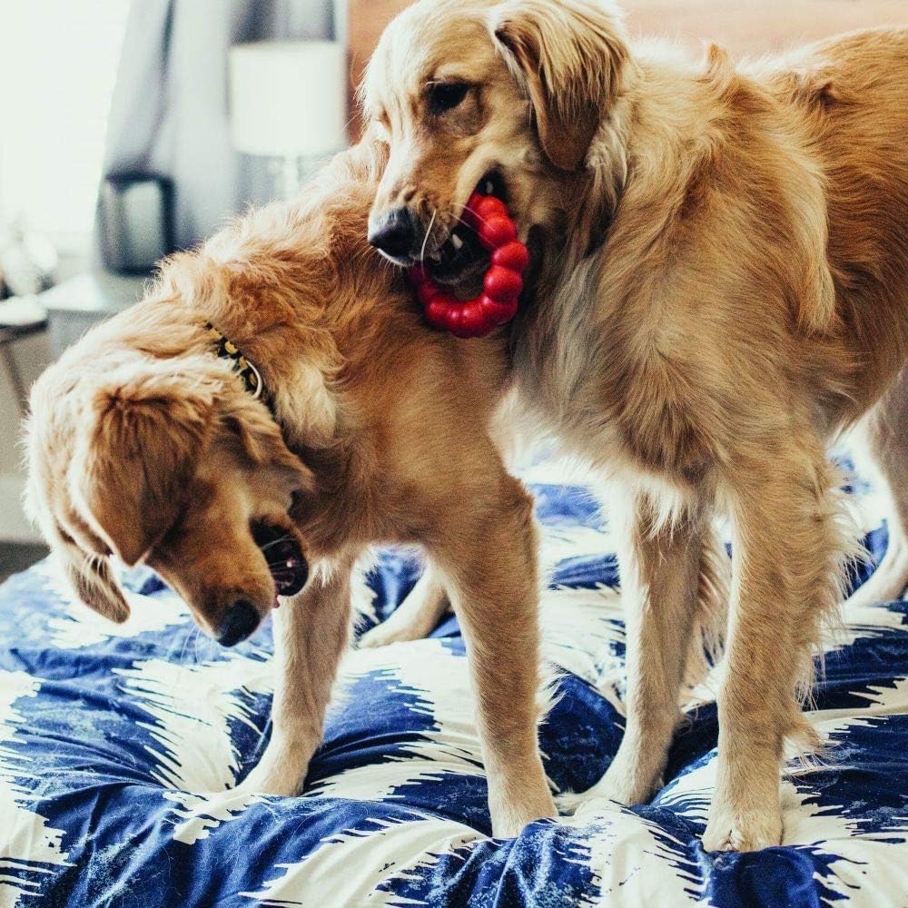 Two golden retrievers playing with a red toy on a blue and white patterned blanket at Pet Servo