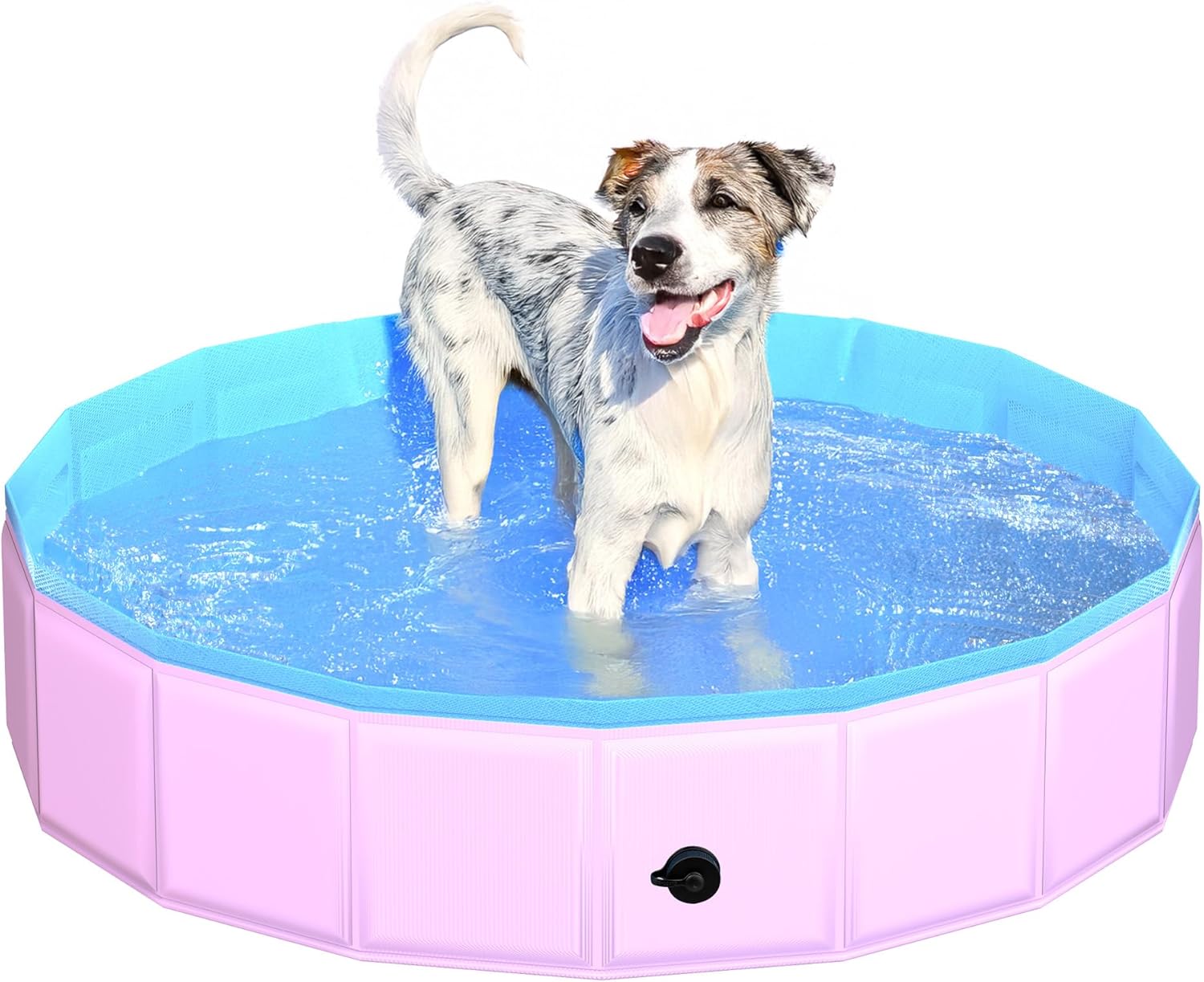 Dog standing in a pink and blue inflatable pool on a white background at Pet Servo