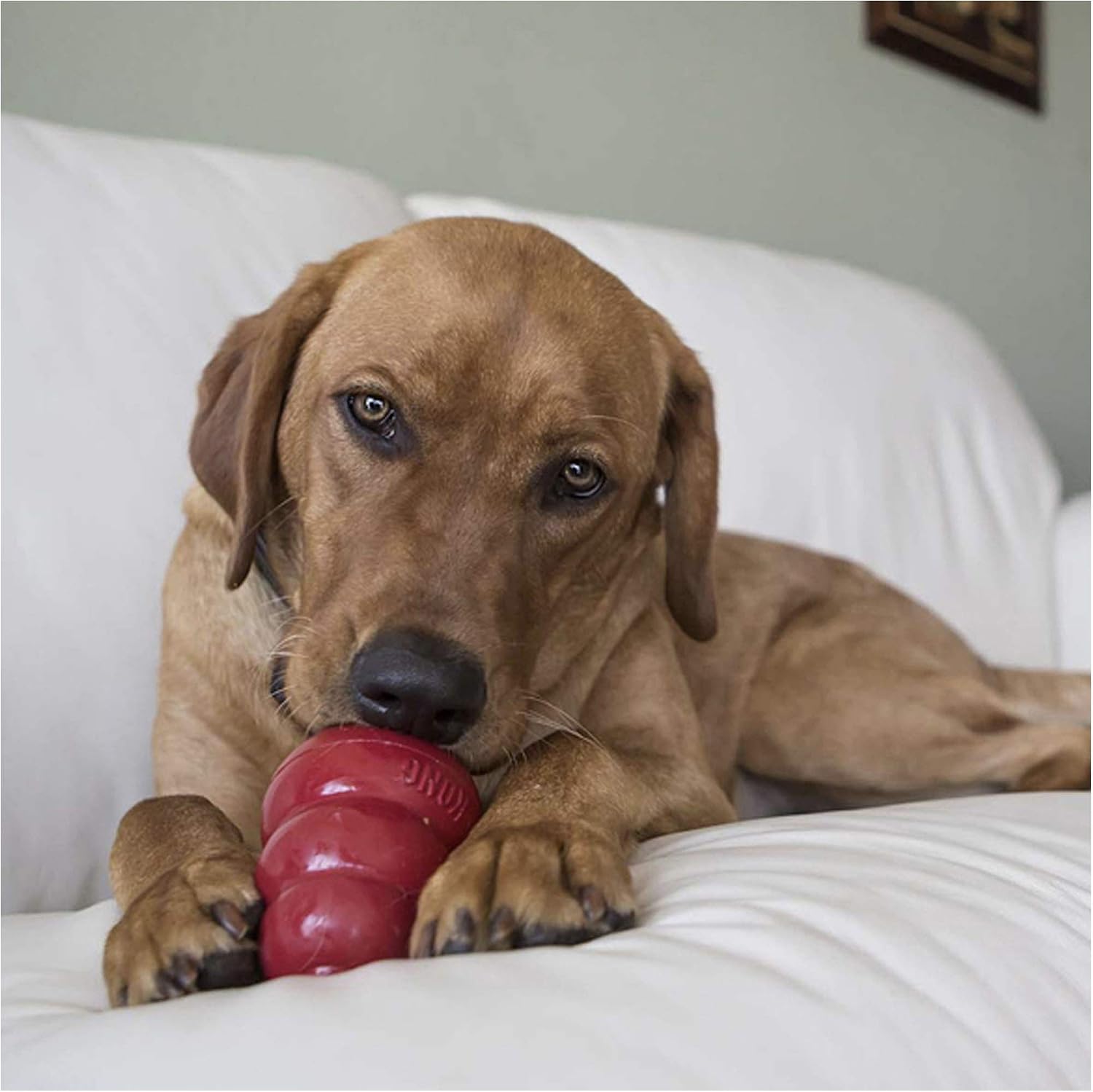 Dog chewing on a red KONG toy on a white couch at Pet Servo