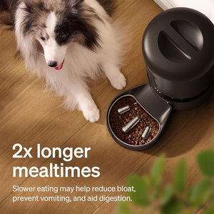 Dog next to a pet feeder with food, on a wooden floor.