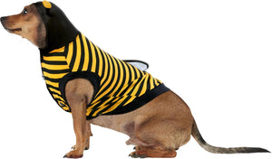 Dog wearing a bee costume with black and yellow stripes on a white background at Pet Servo