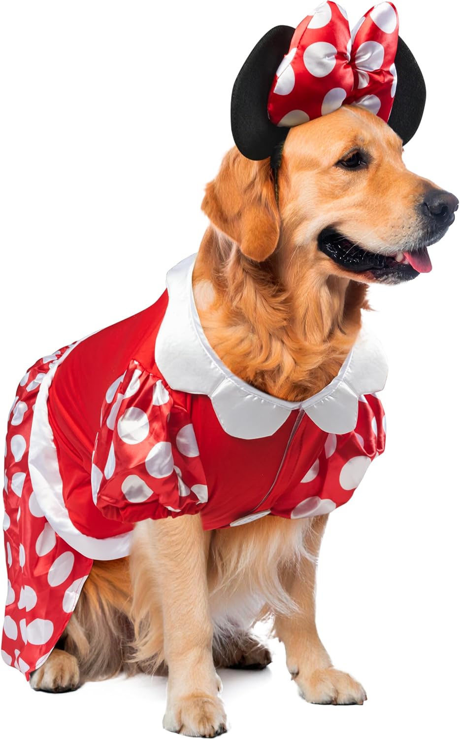 A golden retriever dog wearing a Minnie Mouse-inspired costume, featuring a red dress with white polka dots, a white collar, and a matching red bow with black ears on a white background at Pet Servo