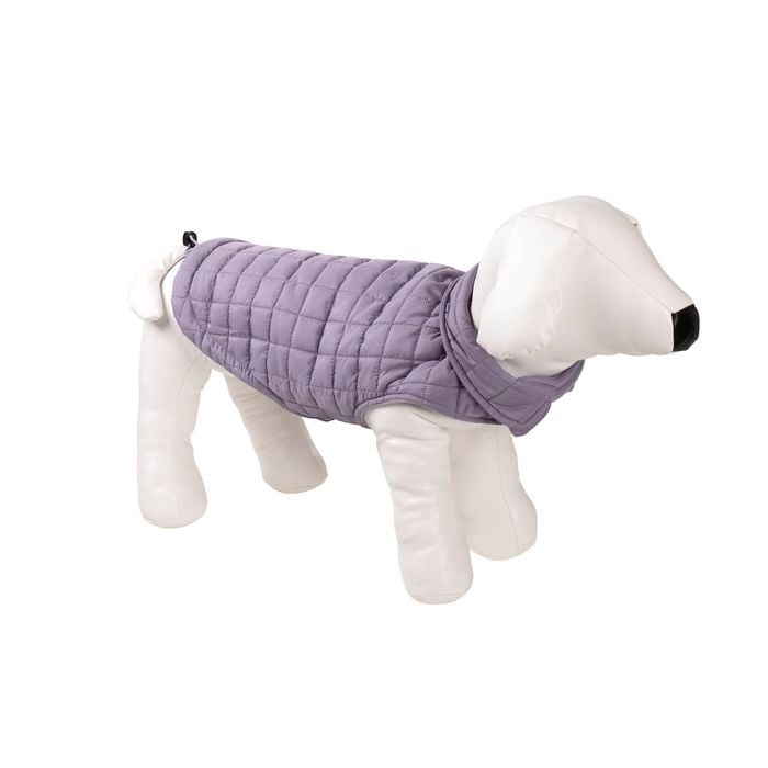 Dog wearing a purple quilted coat on a white background