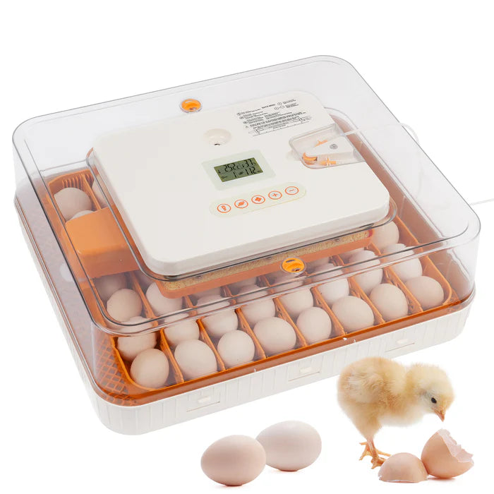 Egg incubator with eggs and a small chick on a white background