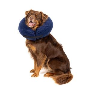 Dog wearing a blue cone collar on a white background