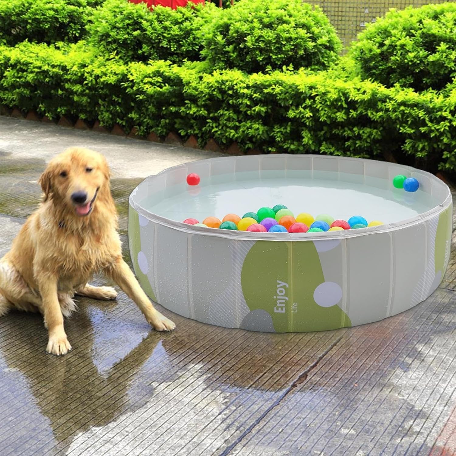 Dog sitting next to a small pool filled with colorful balls on a patio at Pet Servo