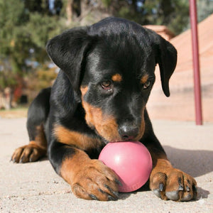 A black and tan Rottweiler puppy lying on concrete outdoors, holding a pink ball in its paws at Pet Servo