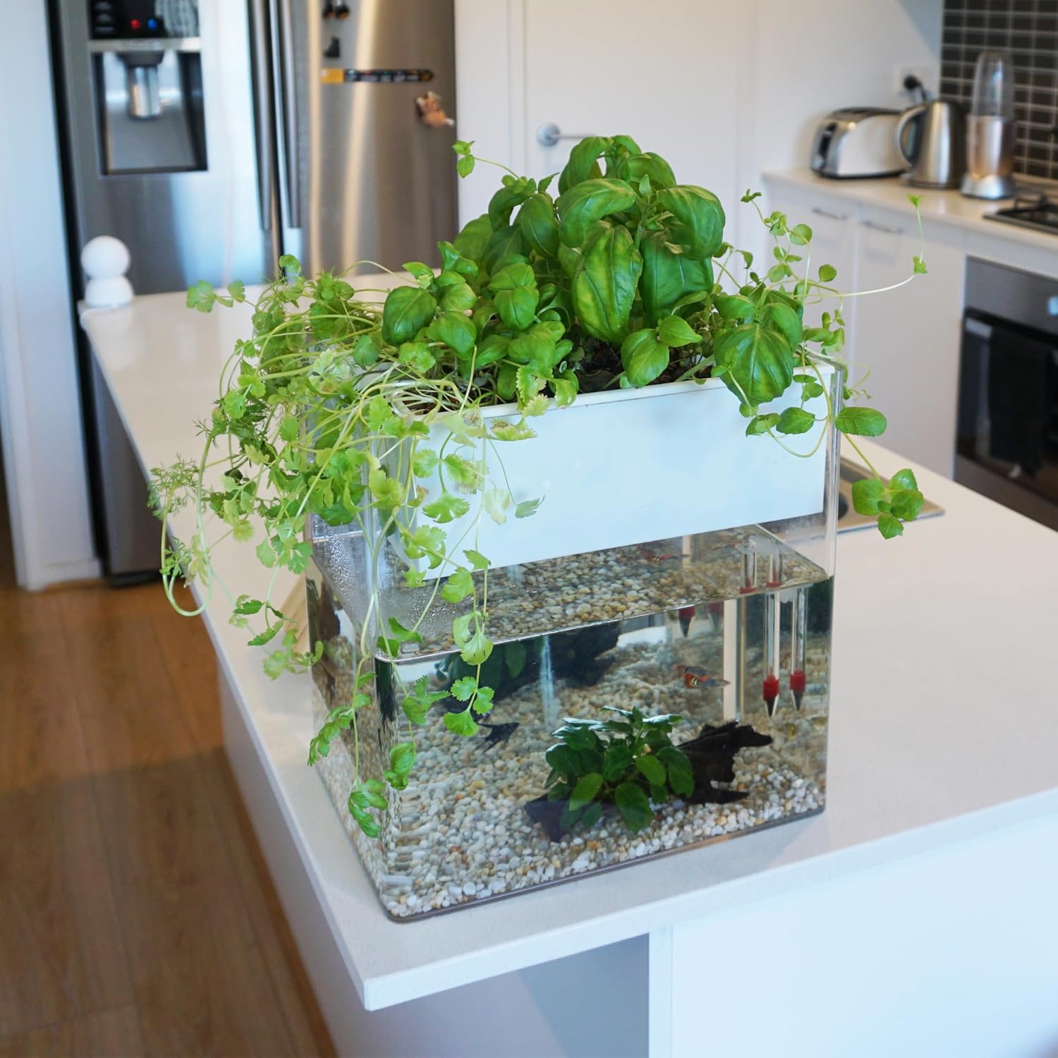 Fish tank with plants on a kitchen counter at Pet Servo