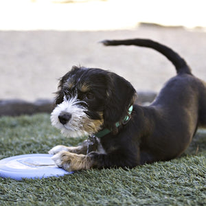 Dog lying on grass with a frisbee nearby at Pet Servo