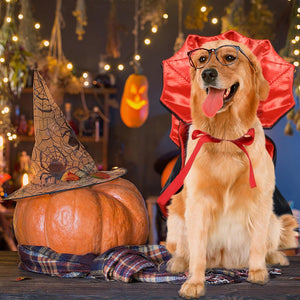 Dog in a Halloween costume with a pumpkin and witch hat in a decorated room.
