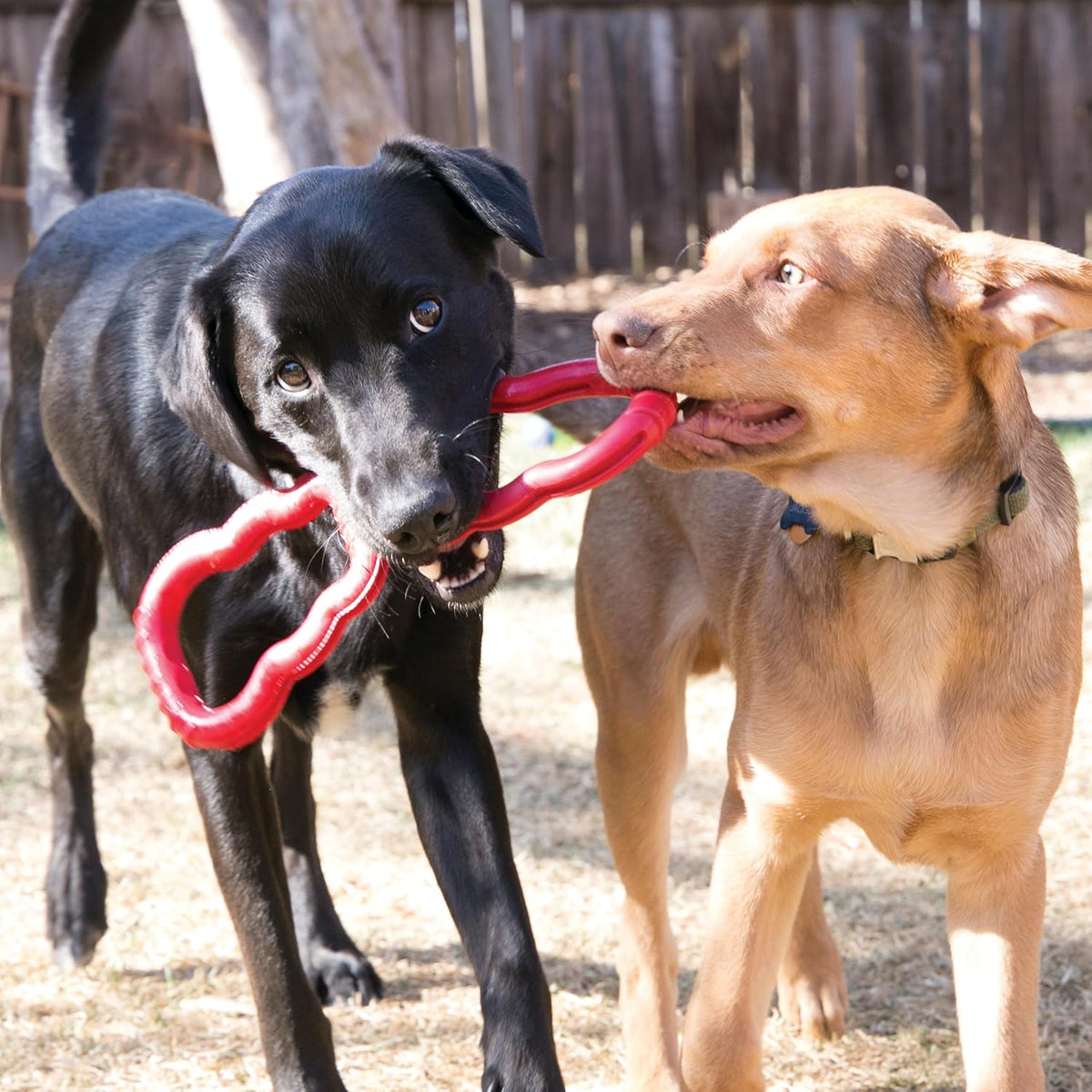 Two dogs playing with a red toy outdoors at Pet Servo