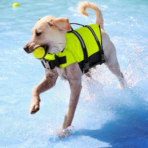 Dog in a life jacket running through water with a tennis ball in its mouth at Pet Servo