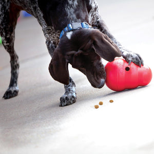 Dog playing with a red KONG toy on a carpeted floor at Pet Servo