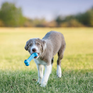 Dog holding a blue dog toy in its mouth while walking on grass with a blurred background at Pet Servo