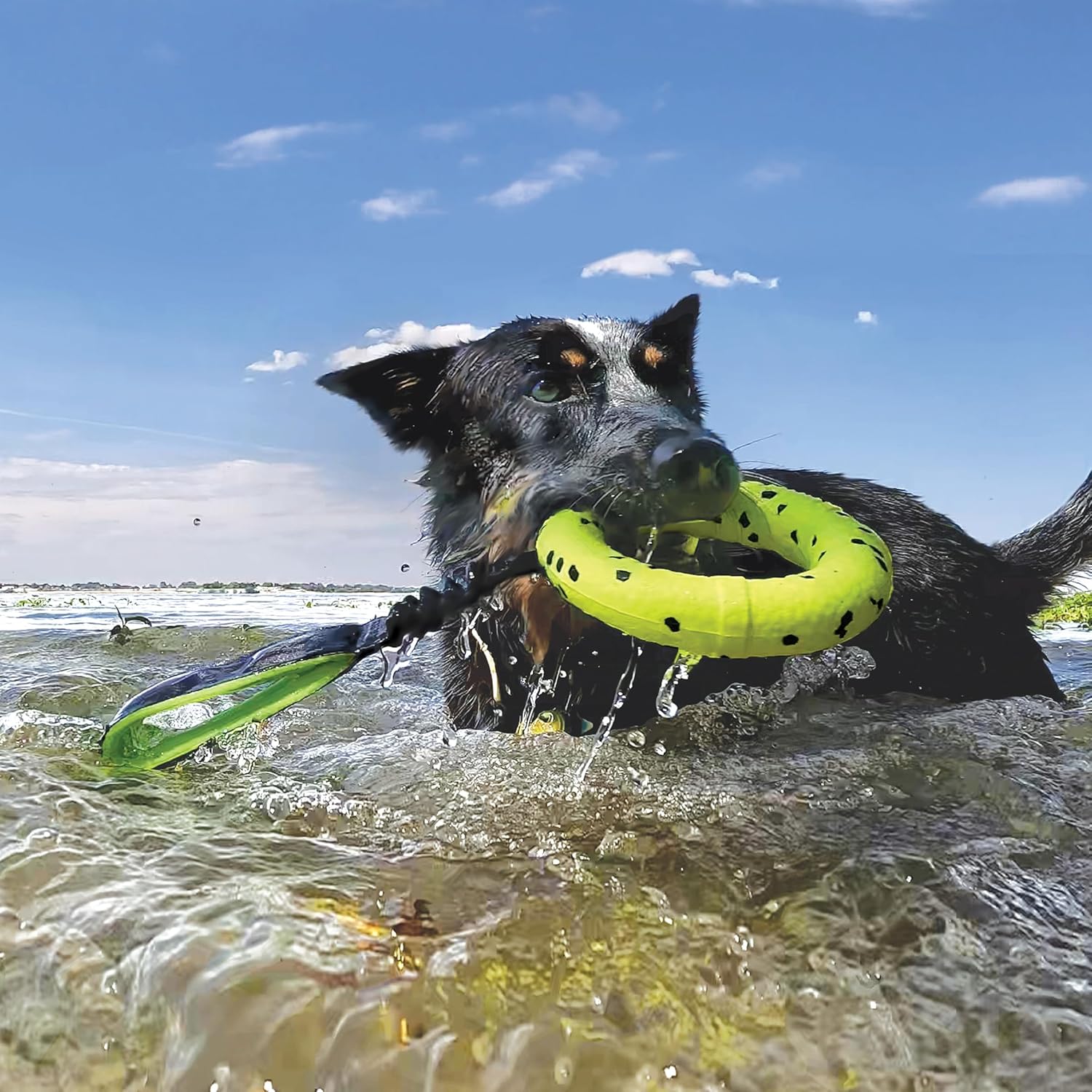 Dog playing with a green toy in the water on a sunny day at Pet Servo