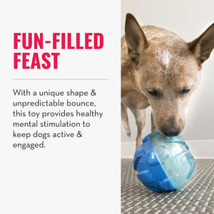 Dog playing with a blue and clear ball toy on a metal surface at Pet Servo