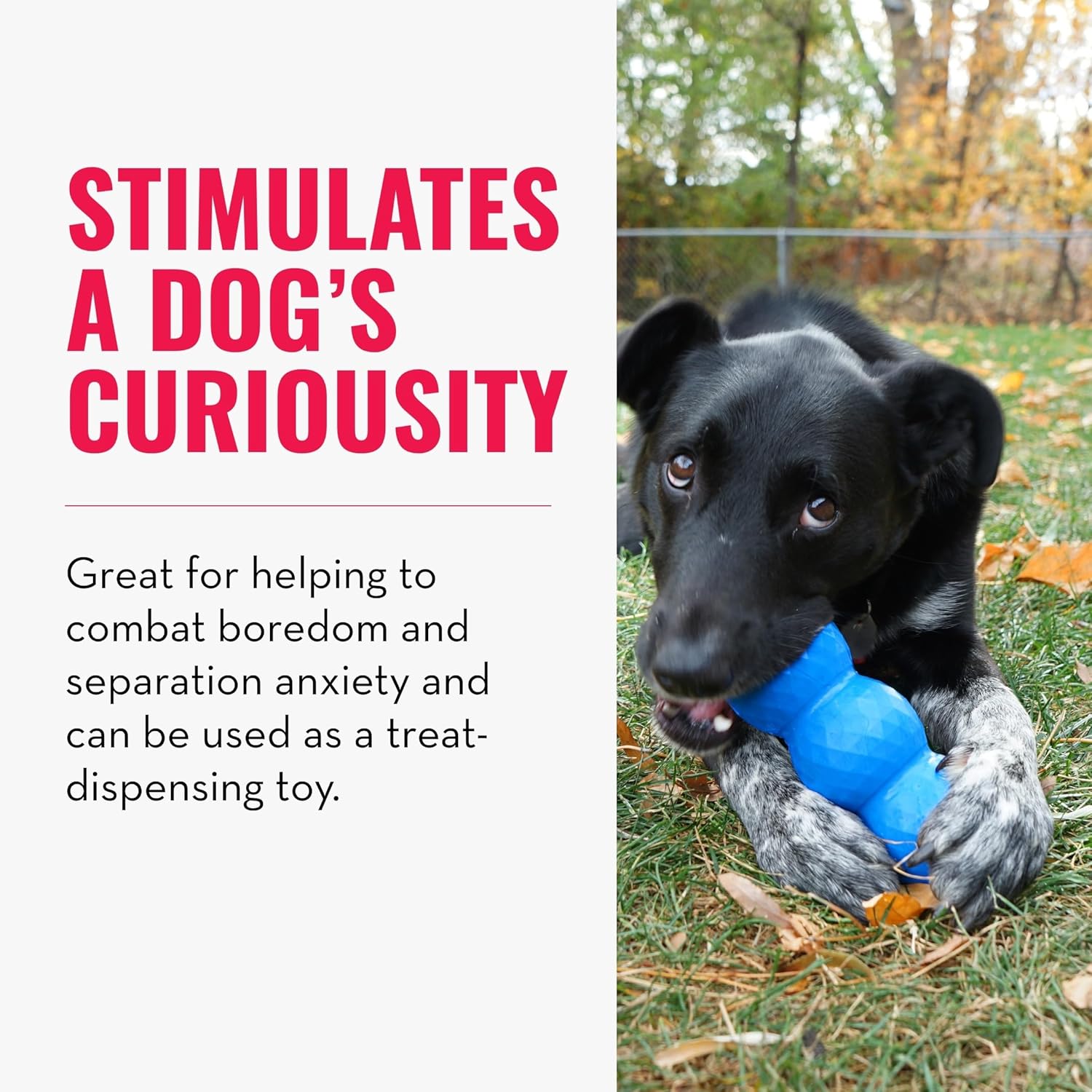 Dog playing with a blue toy outdoors, with text about stimulating a dog's curiosity at Pet Servo