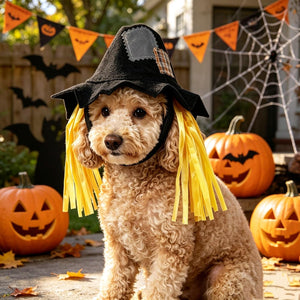 Namnan - Pet Cat Hat Scarecrow Cap Halloween Cosplay Costume at Pet Servo
