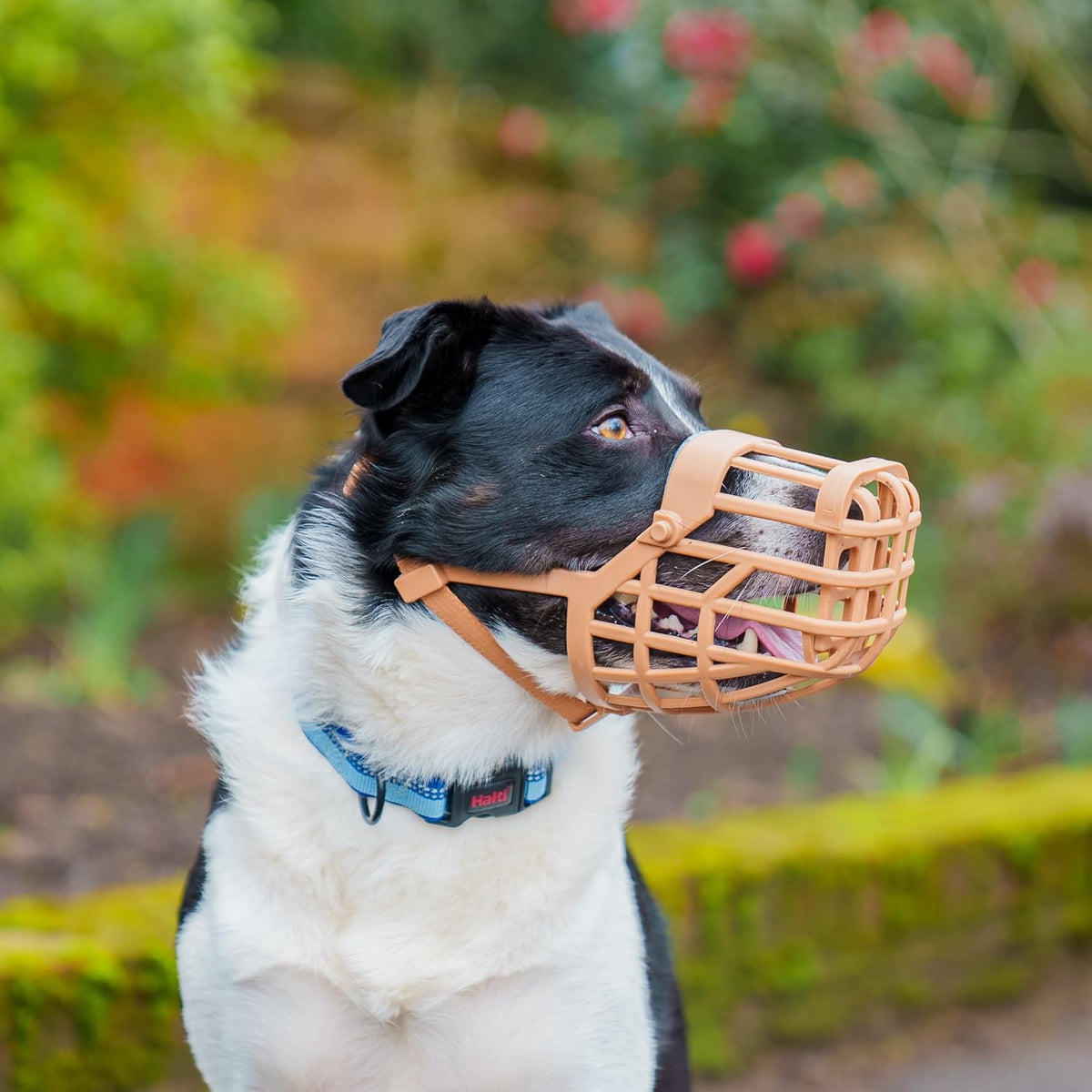 Baskerville - Classic Basket Dog Muzzle