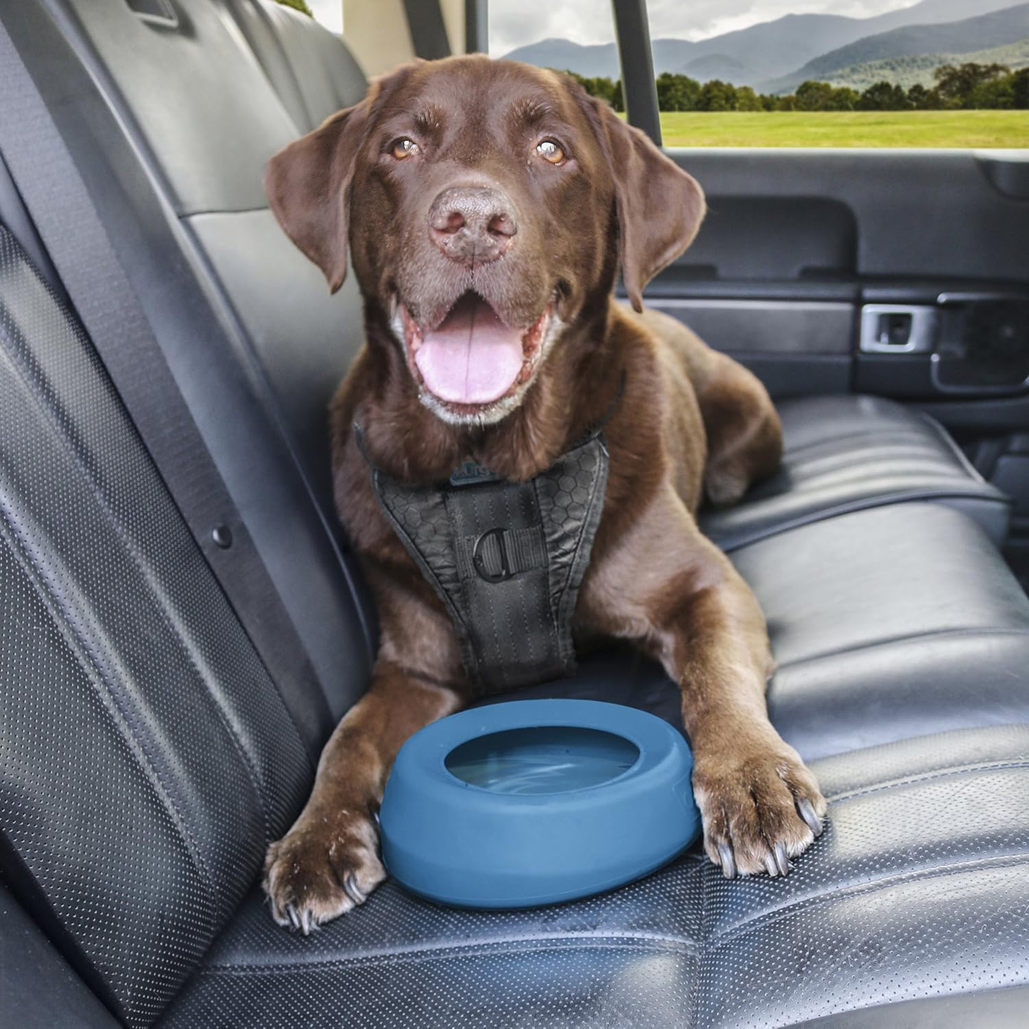 Dog sitting in a car with a blue dog bowl on the seat at Pet Servo