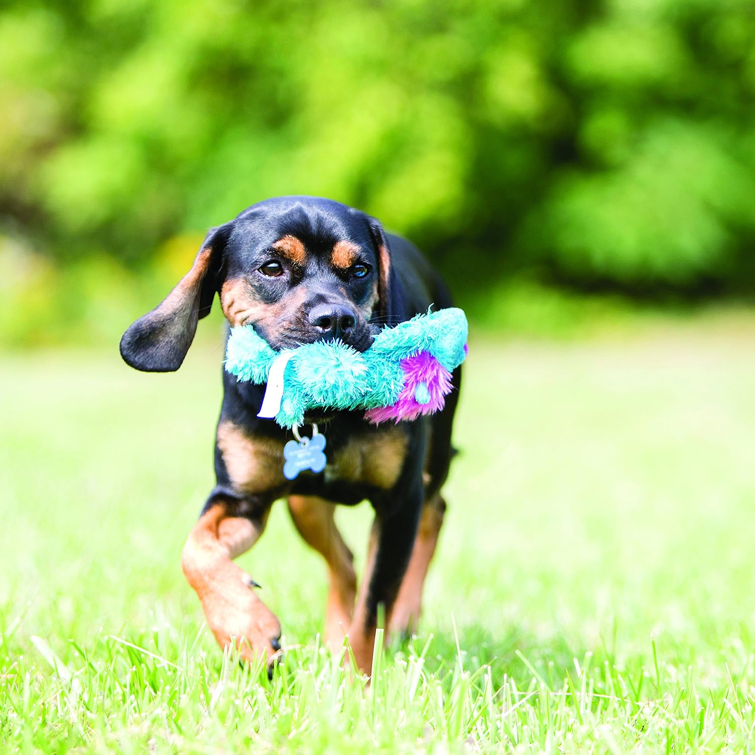 Dog playing with a colorful toy in a grassy field at Pet Servo
